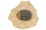 Diademaproetus Trilobite - Foum Zguid, Morocco #286564-5
